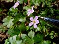 Shining Geranium